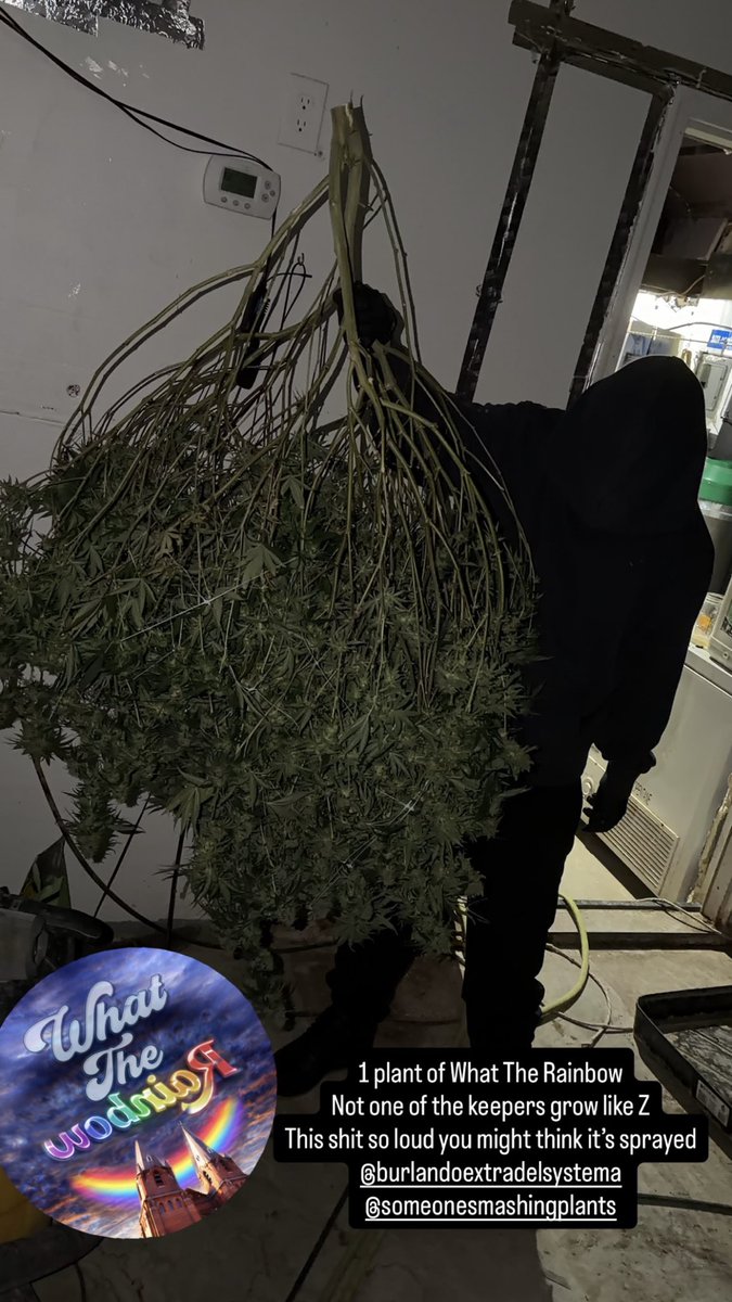 BurLandoElSystema tweet media