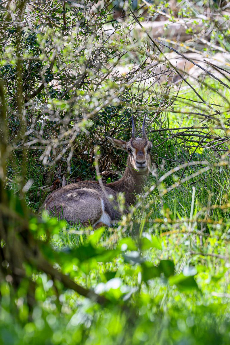 Israël en français tweet media