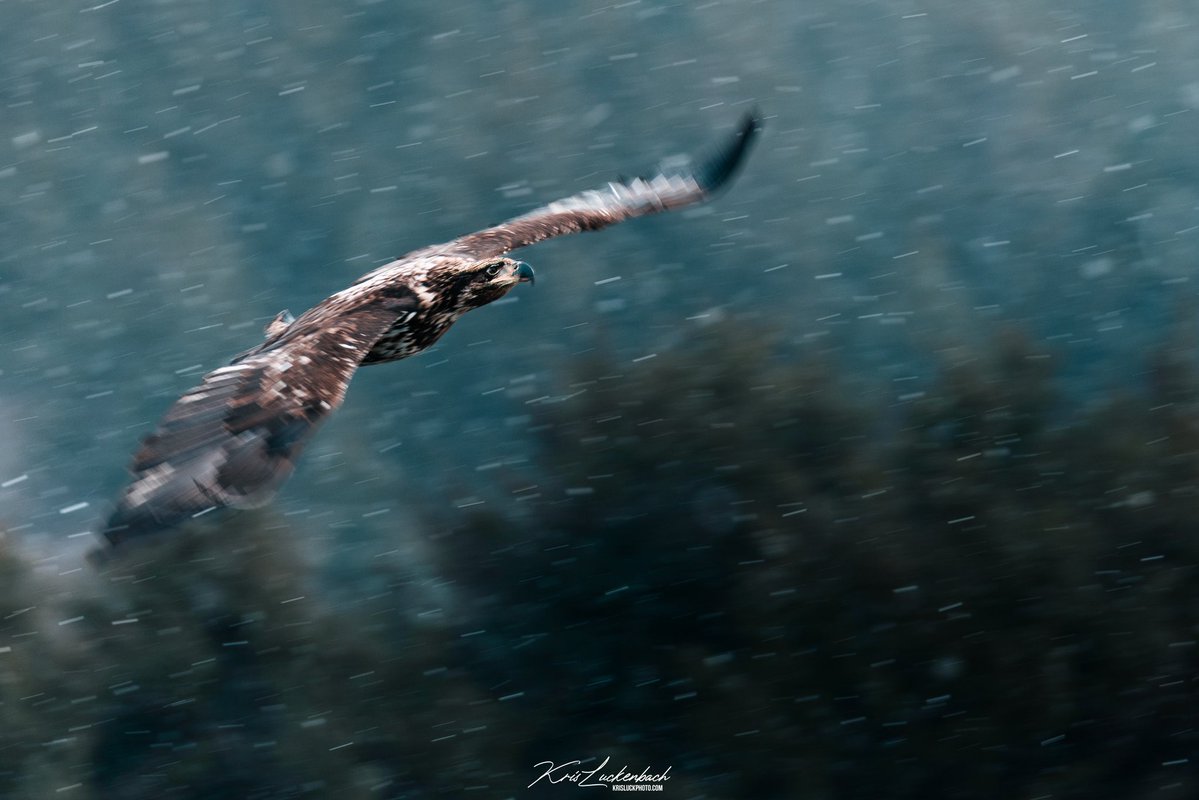 Kris Luckenbach tweet media