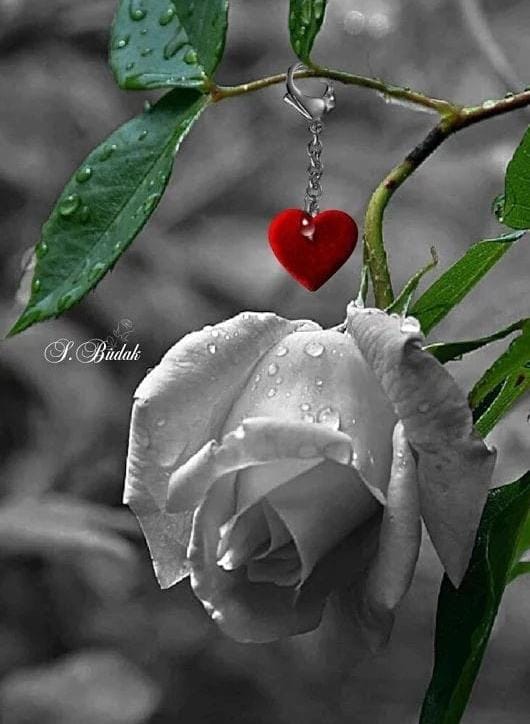 ورده عدنيه 🌸 tweet media