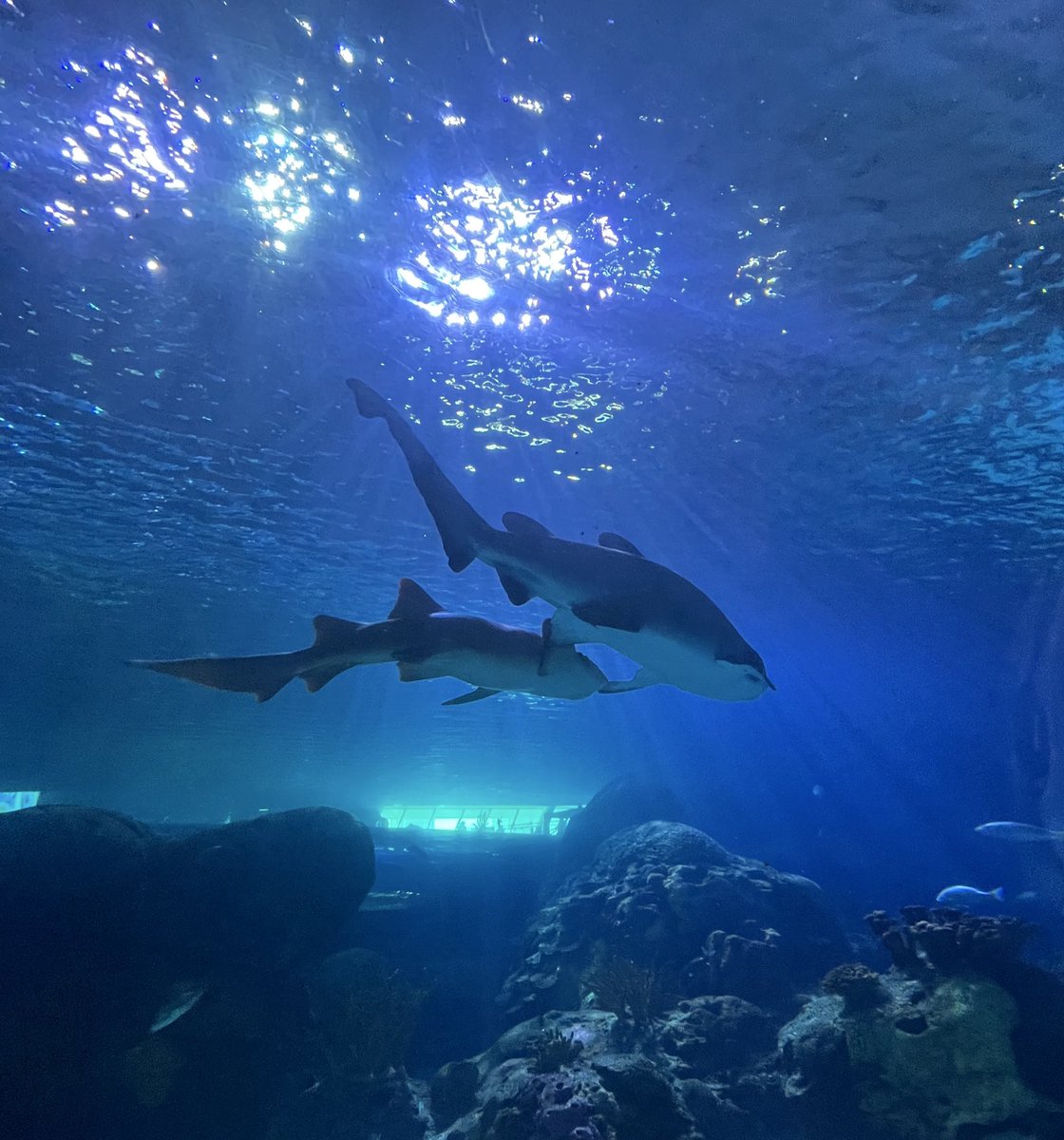 jess 🌟 tweet media