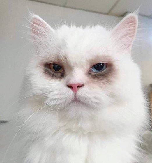 Bharrgavi.. tweet media