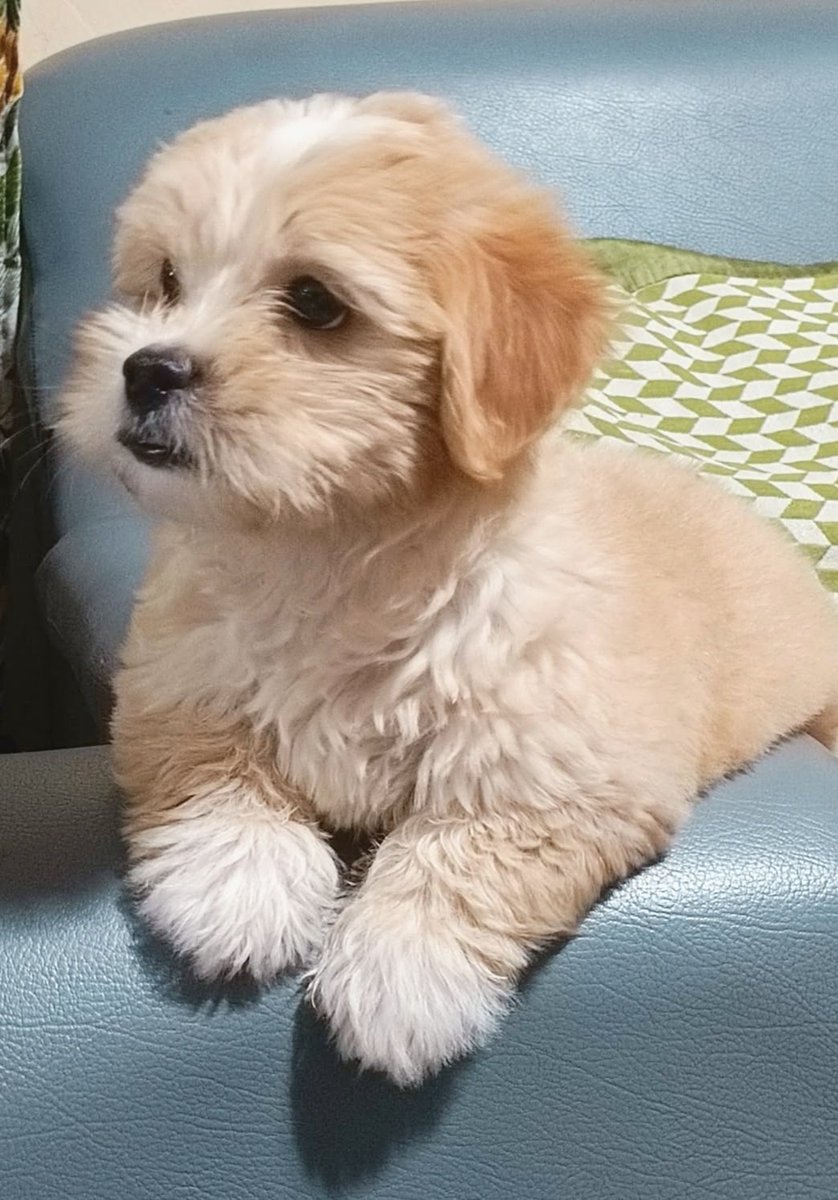 ᴀʜᴏꜰʏ•ʟᴏᴇʏ (semi-rest) tweet media