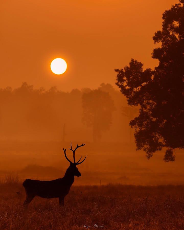 HARI IYER (Modiji's family) tweet media