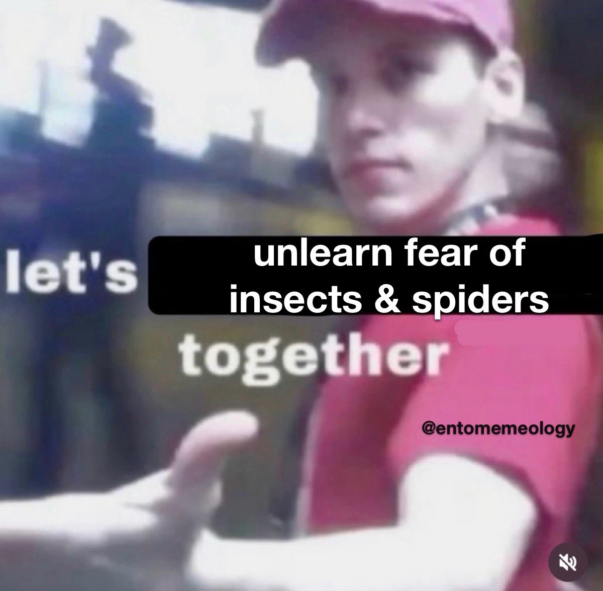 Entomemeology tweet media