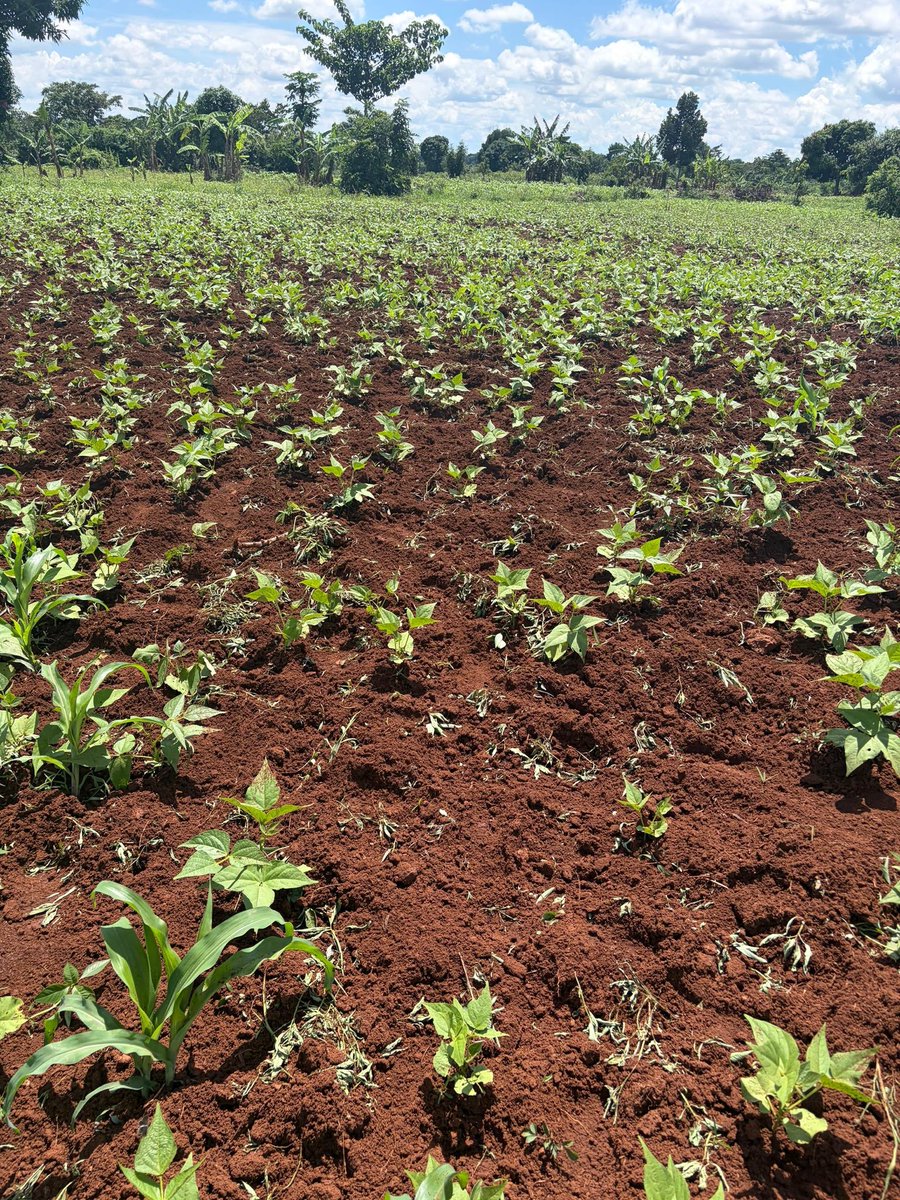 Bitcoin Kampala Uganda tweet media