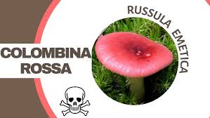 Blututt 🇪🇺 tweet media