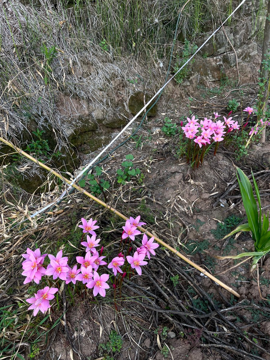 Robert Garcia Ochoa tweet media