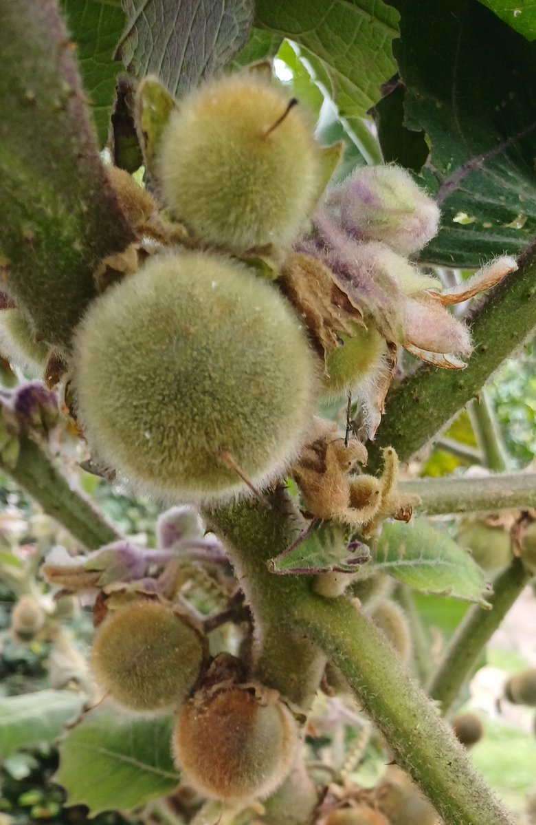 Lina María Velásquez tweet media