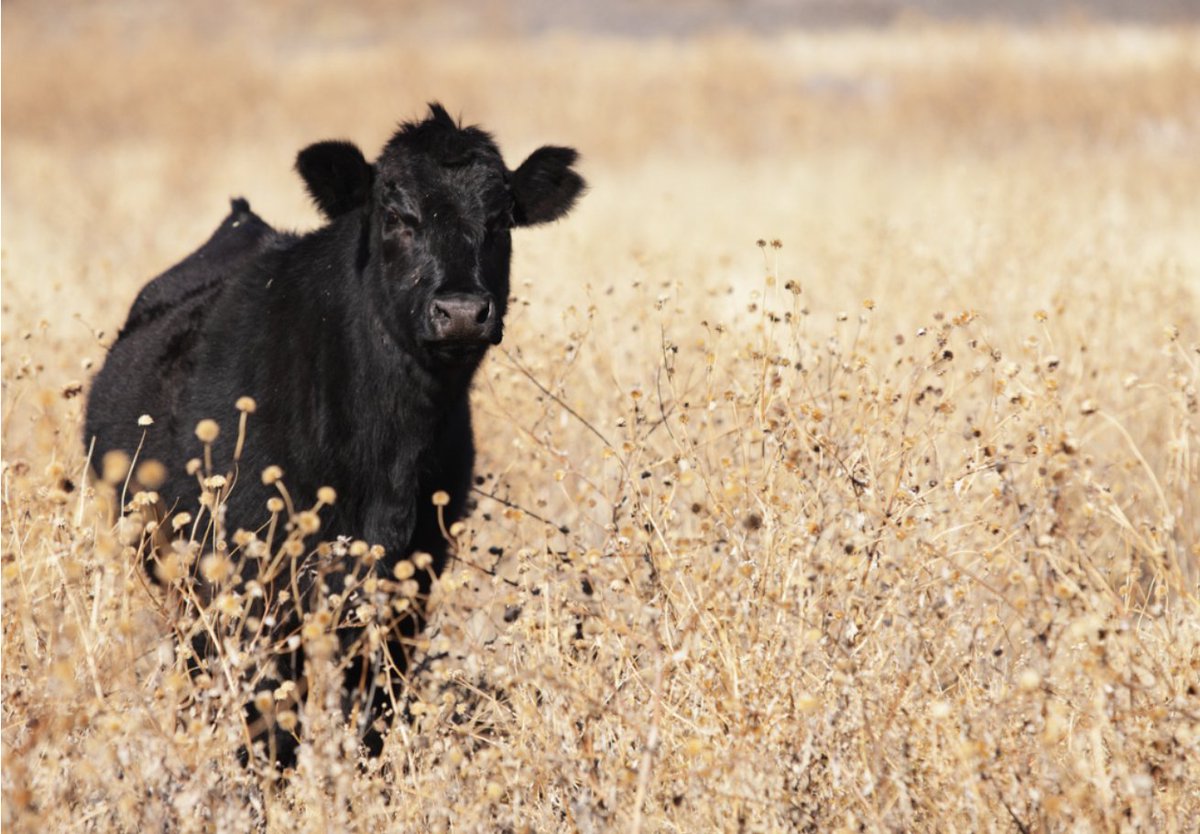 BeefWeb.com tweet media