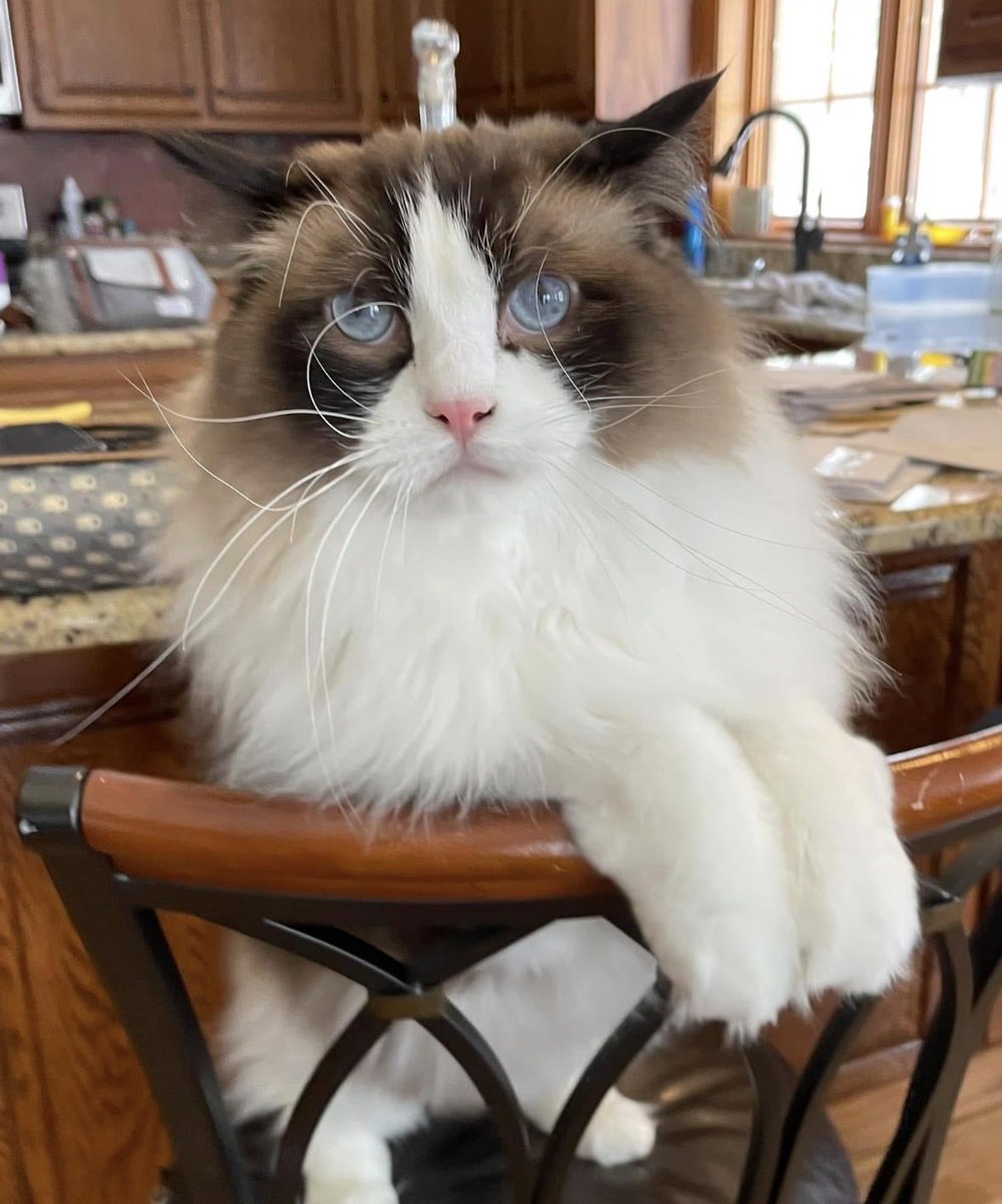 Aero’s 🐈 🐢 Wax 🪣 Adventures🤠 tweet media