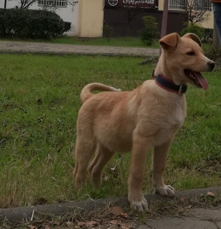 جاوید‌نام صابر رمضانی tweet media