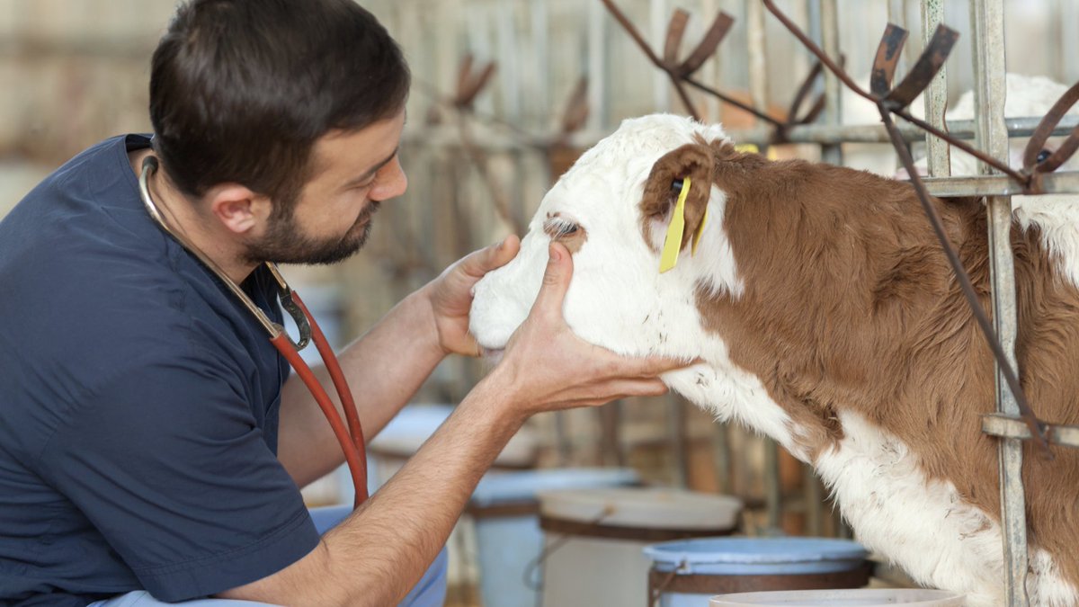 BeefWeb.com tweet media