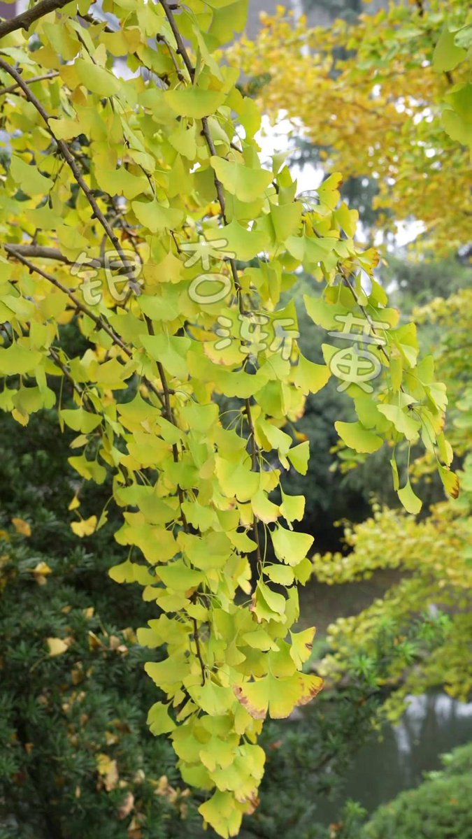 Chanseok Oh tweet media