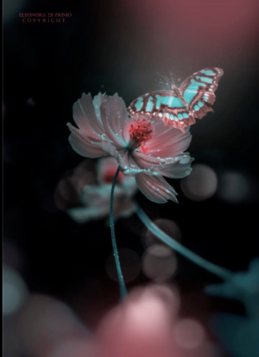 C M (Sabu1) tweet media