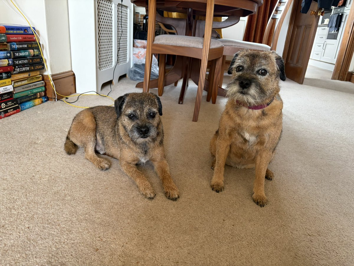 Mabel & Stanley OBE 🐶🐾🐕 tweet media