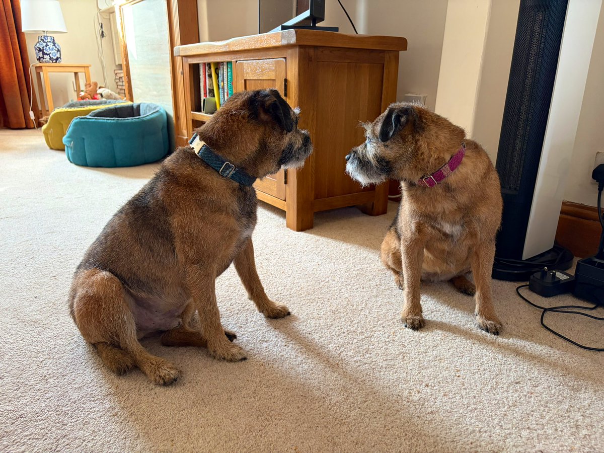 Mabel & Stanley OBE 🐶🐾🐕 tweet media