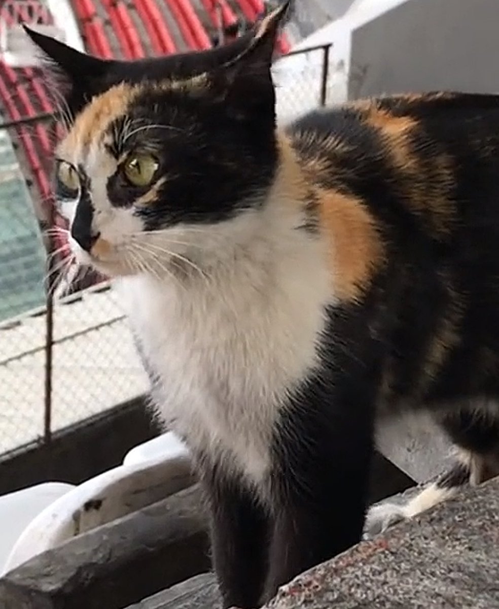 Lucía Hernández | Amo La Ciencia tweet media