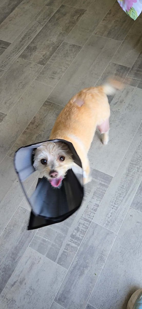 Cory & Gio 🐾🇨🇦 tweet media