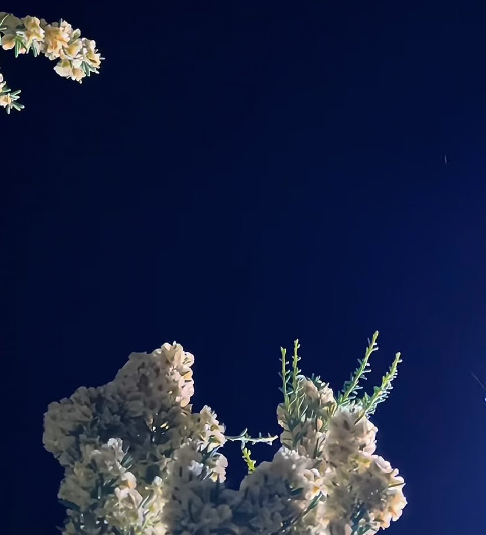 قلم رصاص tweet media