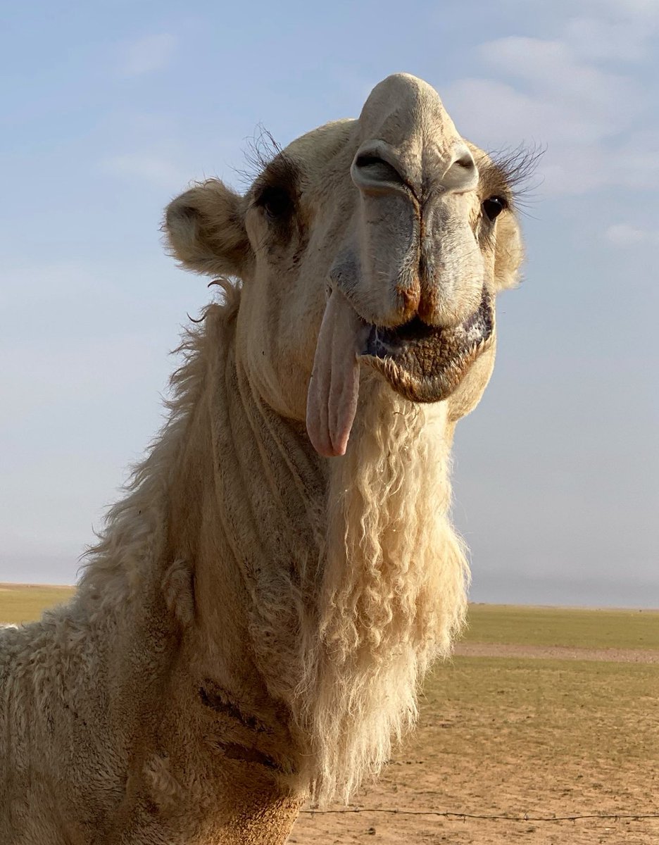 بدوي نجد tweet media