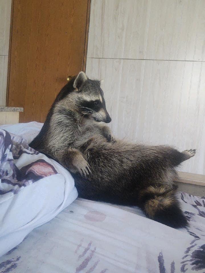 Raccoons Hourly tweet media