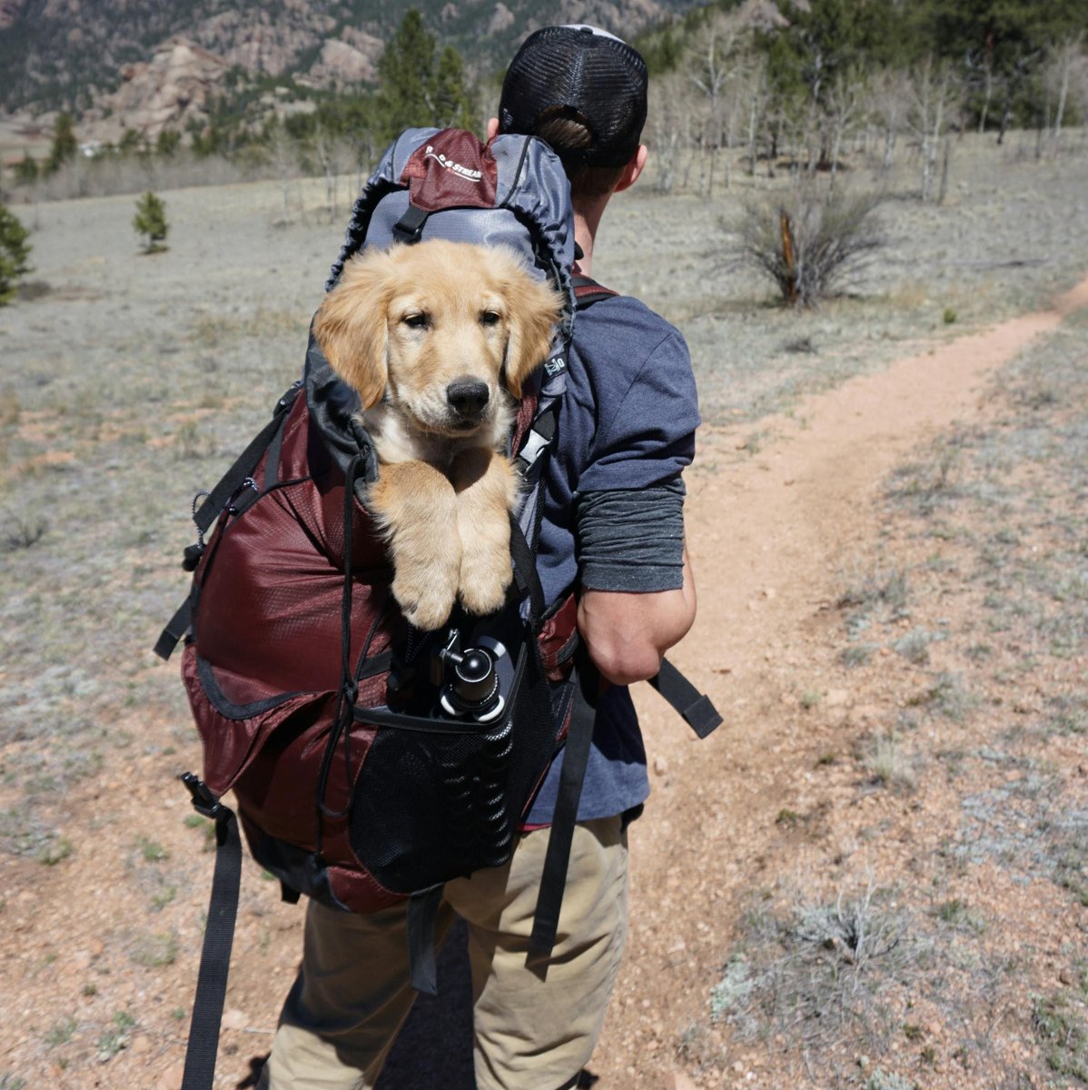 k9_essentials's tweet image. Take your pup everywhere in comfort 🐶🎒
Shop dog carrying backpacks &amp;amp; front packs made for safe, cozy adventures.

Find yours at Elite K9 Essentials
elitek9essentials.com

#EliteK9Essentials #DogBackpack #PetTravel #DogParents #AdventurePup #SmallDog #TravelWithPets #DogLovers