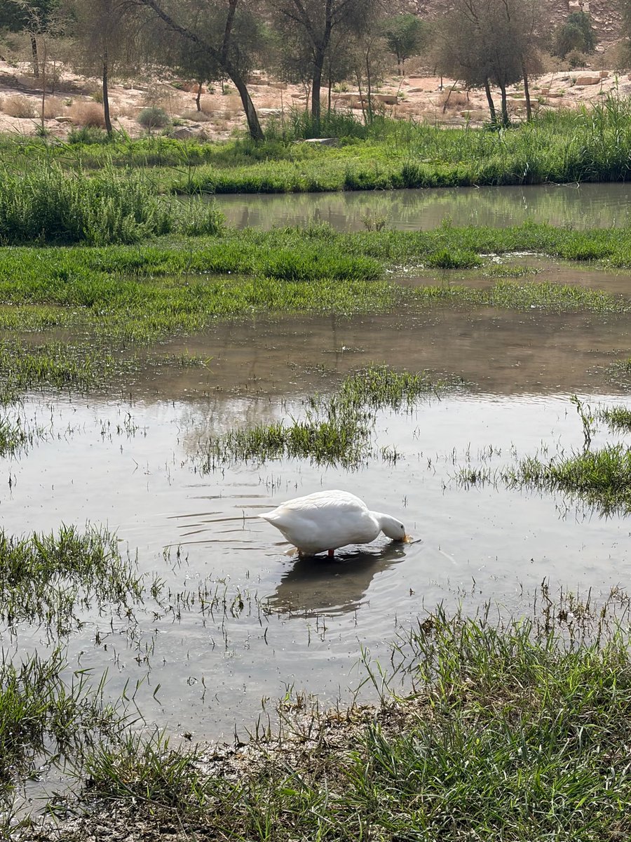 Saudi Magazine tweet media