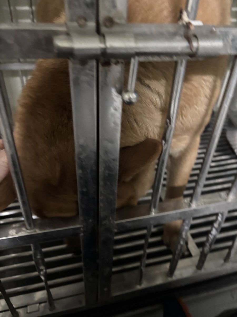 부산동물보호센터 봉사자😎 tweet media