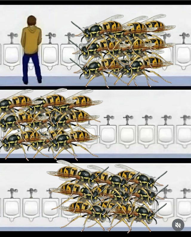 320,000,000 Yellow Jacket Wasps tweet media