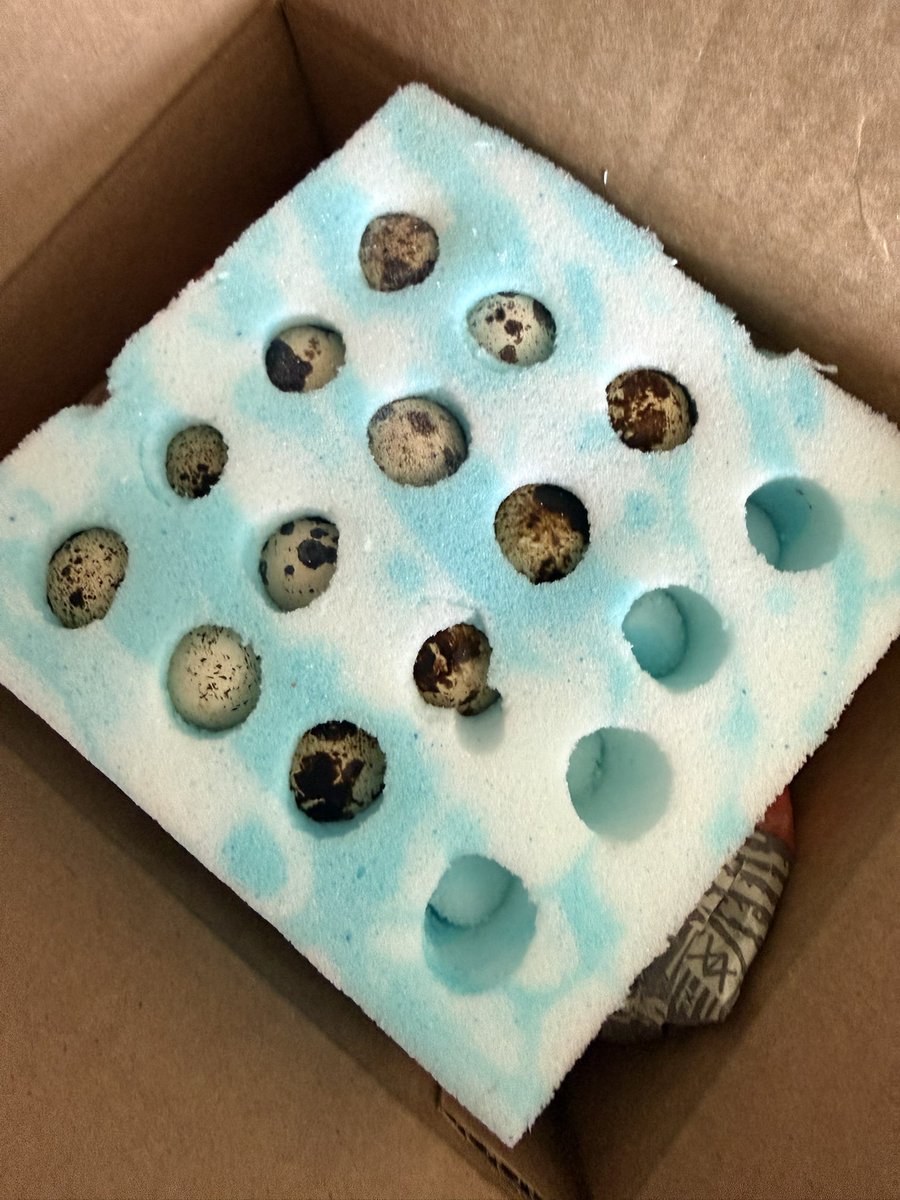 Eggs of the quail lads 

Won’t be on much today, maybe later 

Putting 4 more in soon, maybe every hour or two

The last four I might wait till late to put in the machine