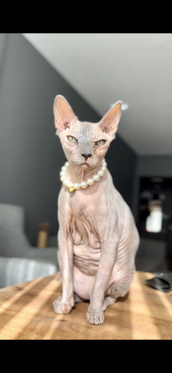 Hodbinallah ve nimel vekil tweet media