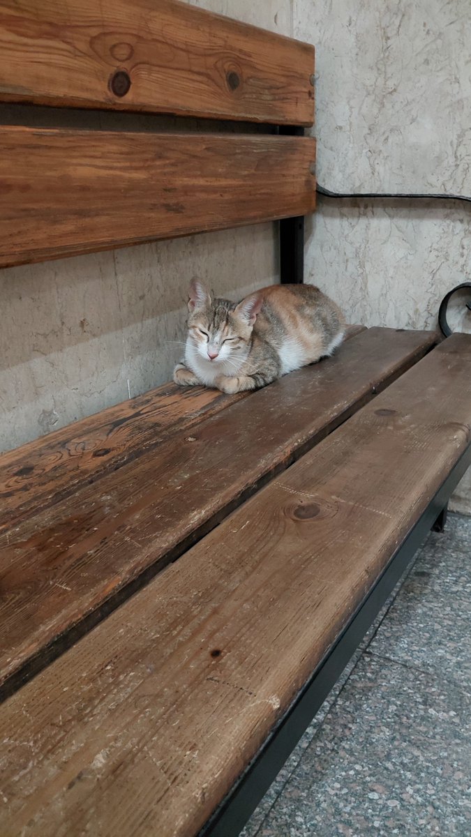 ProtectressofSacredDeer tweet media