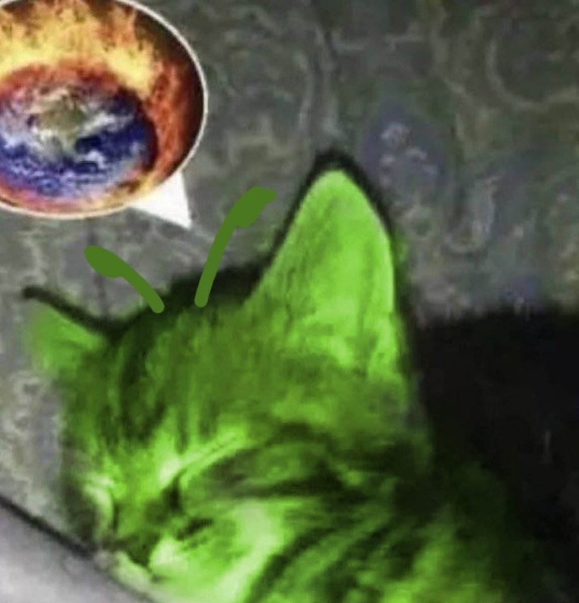 Punch Cat tweet media