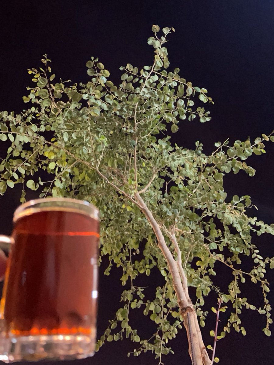 يحـقـلك tweet media