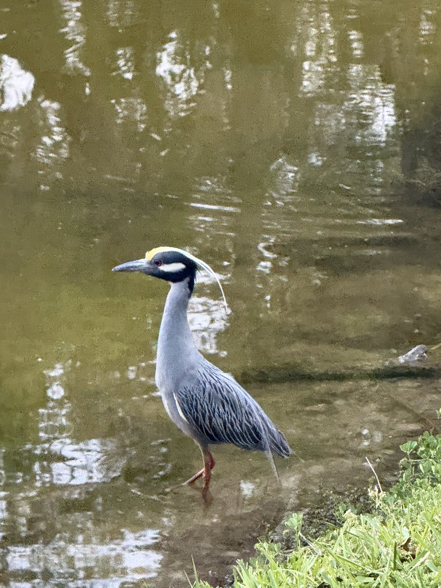 autotomize_'s tweet photo. @Its_Tina_timeVO I saw a yellow crested night heron for the first time :) funky little dude https://t.co/Ci9km2BBs5
