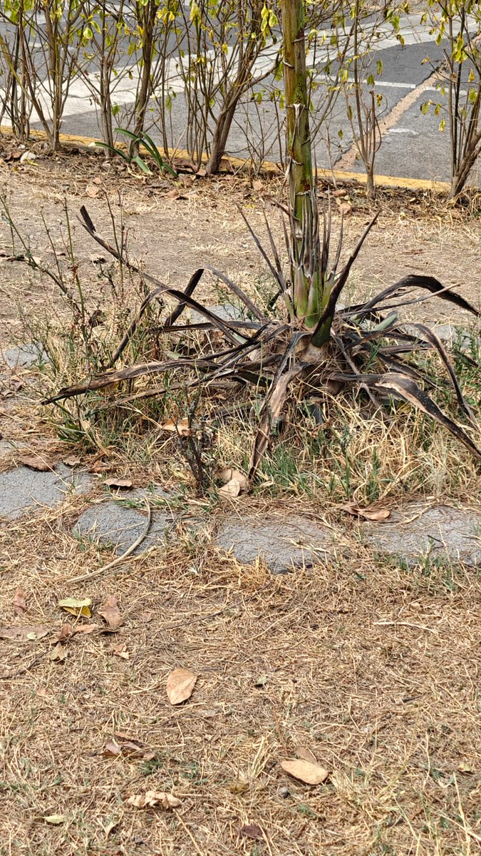 Rob Setter tweet media