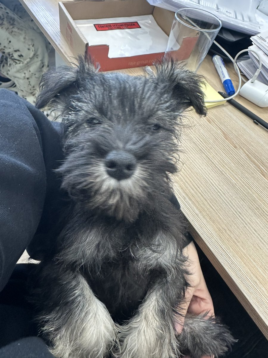 aloegarten🕷️ tweet media