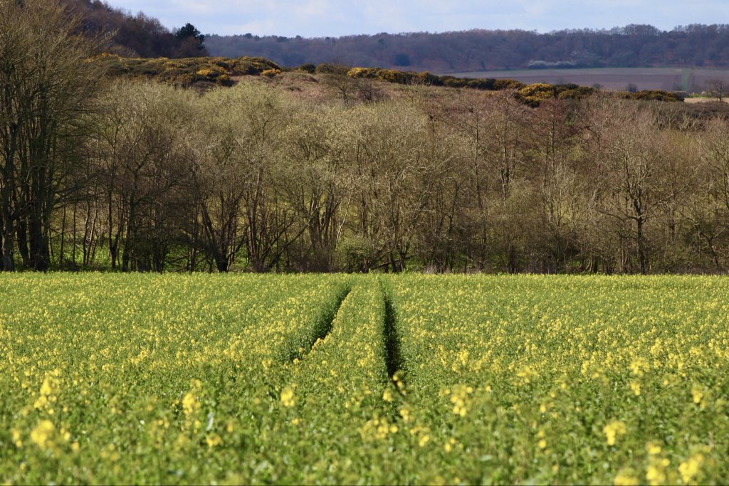 Sarah coxh tweet media