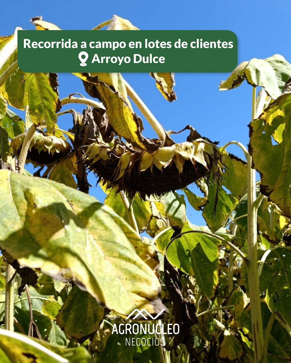 agronucleo's tweet photo. 🌻 Visitamos lotes de girasol SYN 3970 CL, evaluando desarrollo, sanidad y potencial productivo en cada etapa del cultivo.

Seguimos cerca del productor, acompañando decisiones con presencia y conocimiento a campo. 🔥

🤝 Agronucleo, siempre junto al productor. https://t.co/8qZzVVQhy4