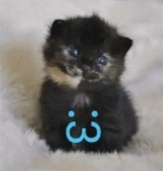 ―ꜱᴋʀᴜɴᴋʟʏ❞ tweet media