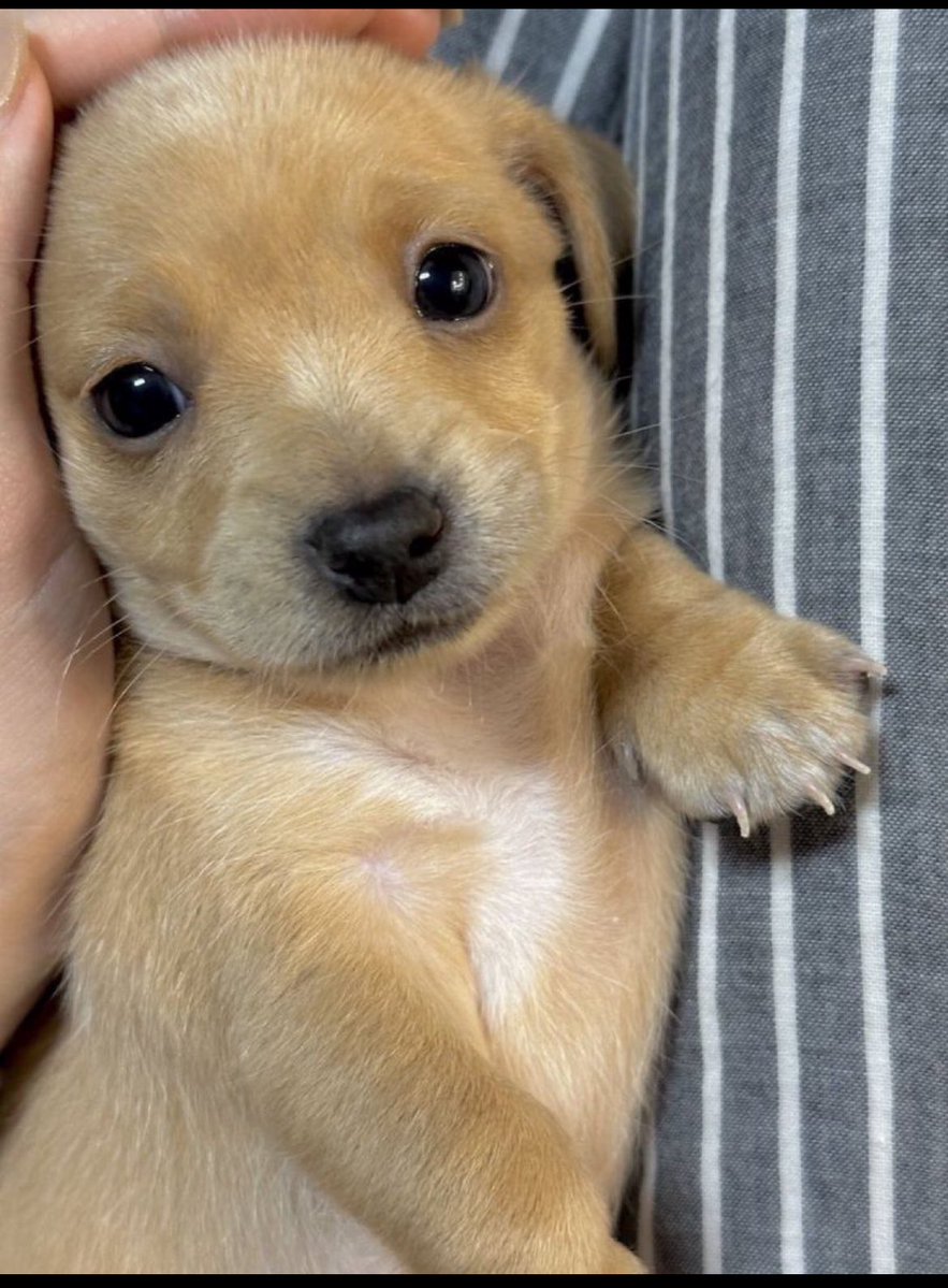 ᴅᴇsᴛᴀɴsıᴢ ᴇʙʀᴜ tweet media