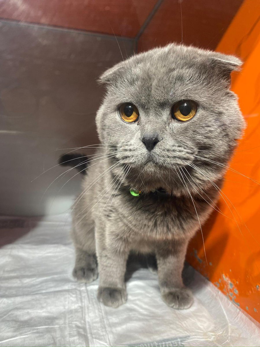 Bıyıklı Kedy Leon 🐱 tweet media