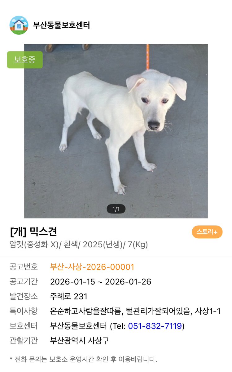 부산동물보호센터 봉사자😎 tweet media