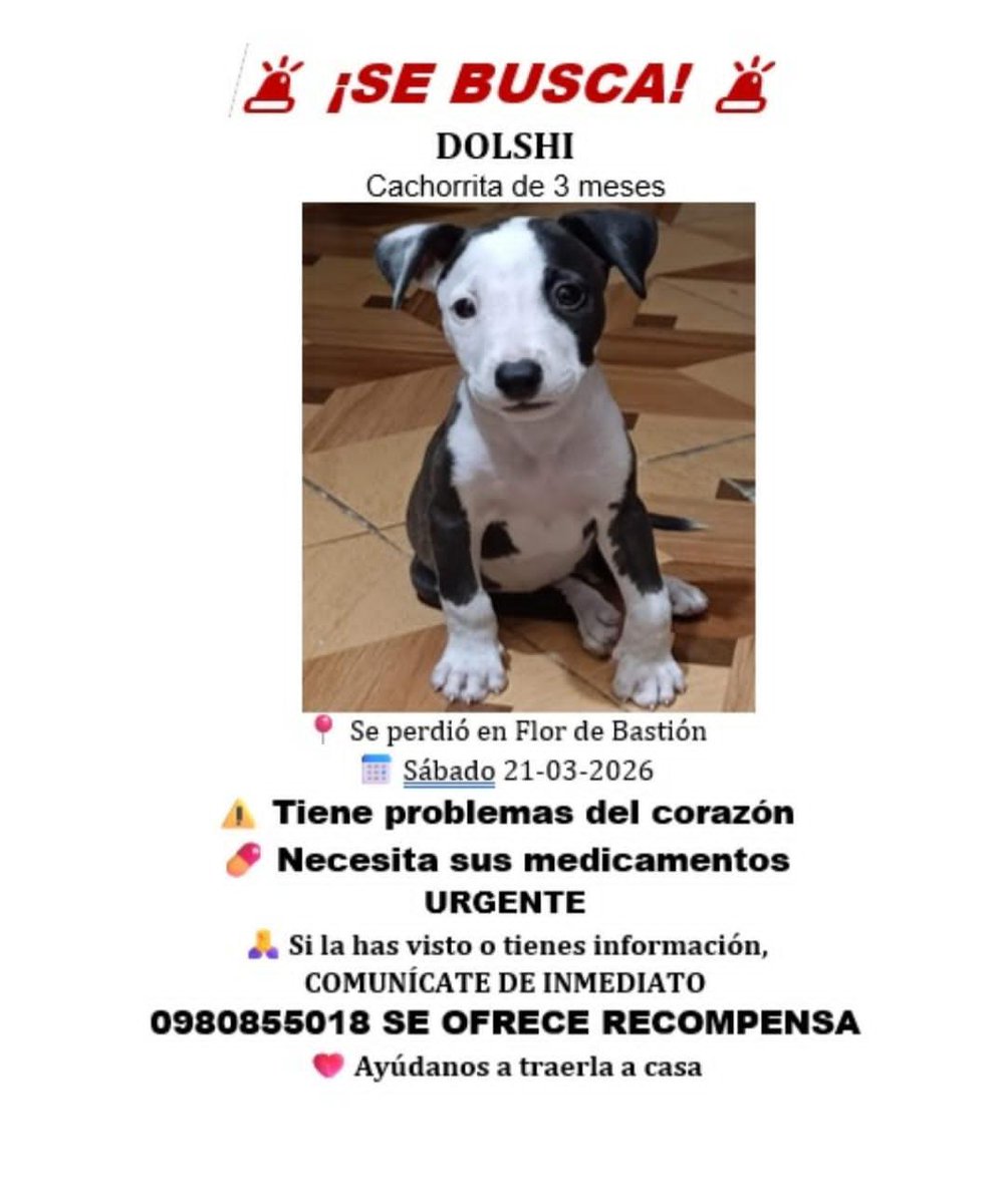 #PerritoPerdido
Ayuden a compartir por favor, gracias