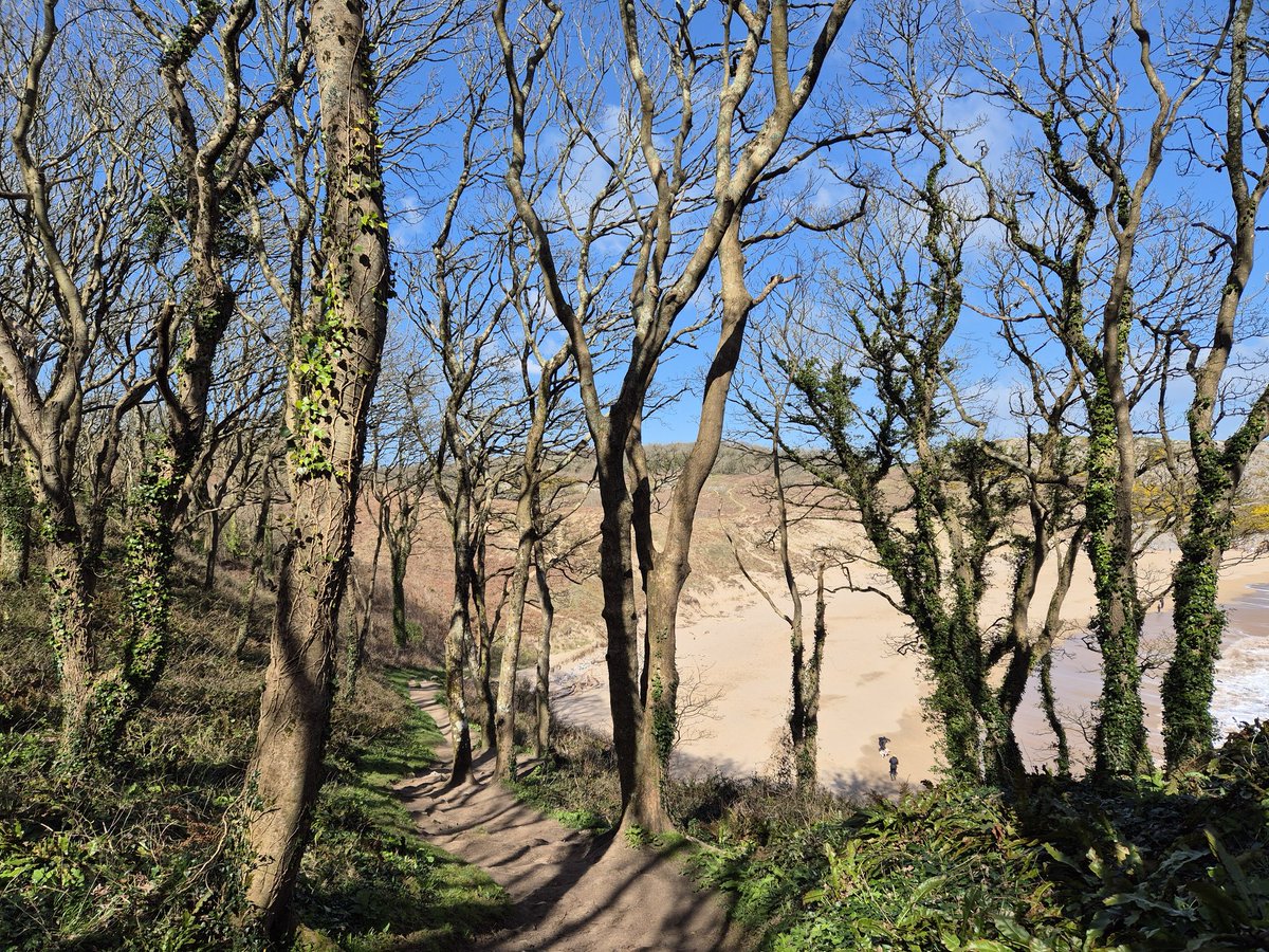 KingmakerScribe's tweet photo. @NationalTrust #Pembrokeshire Trees at #stackpole https://t.co/6Ldi2vqeIR