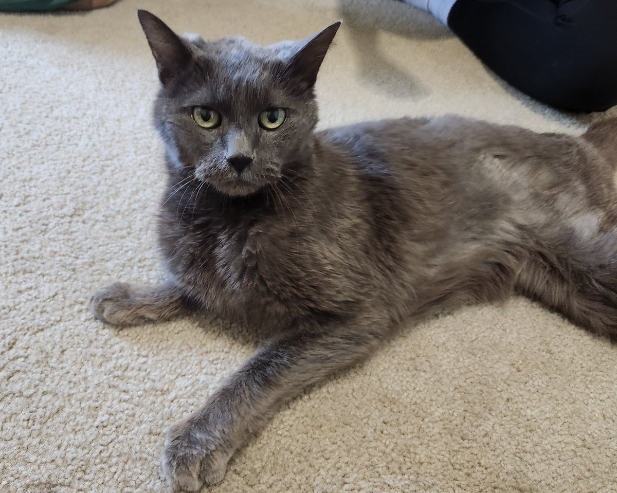 lentil & bowser 🩶 walter & bonkers 🌈 tweet media