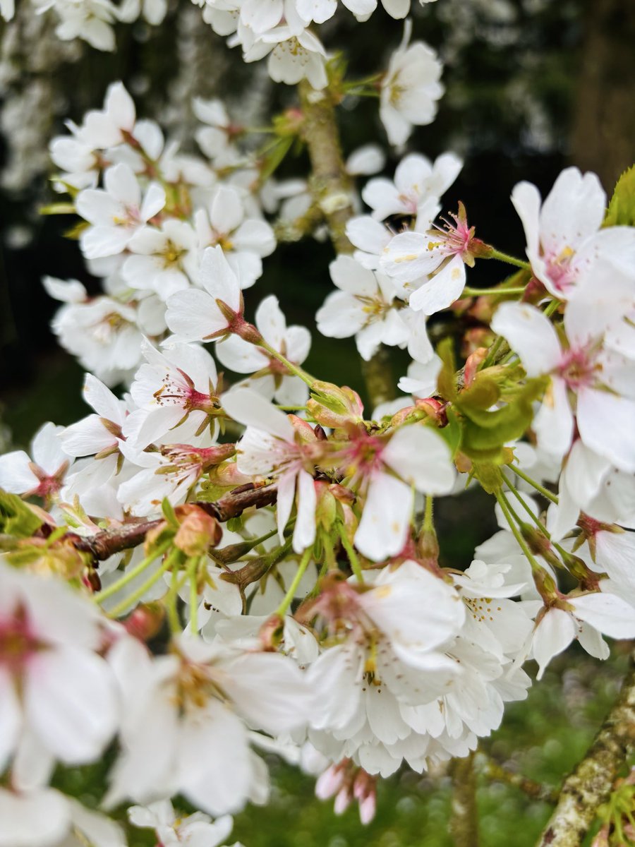 pat havers tweet media