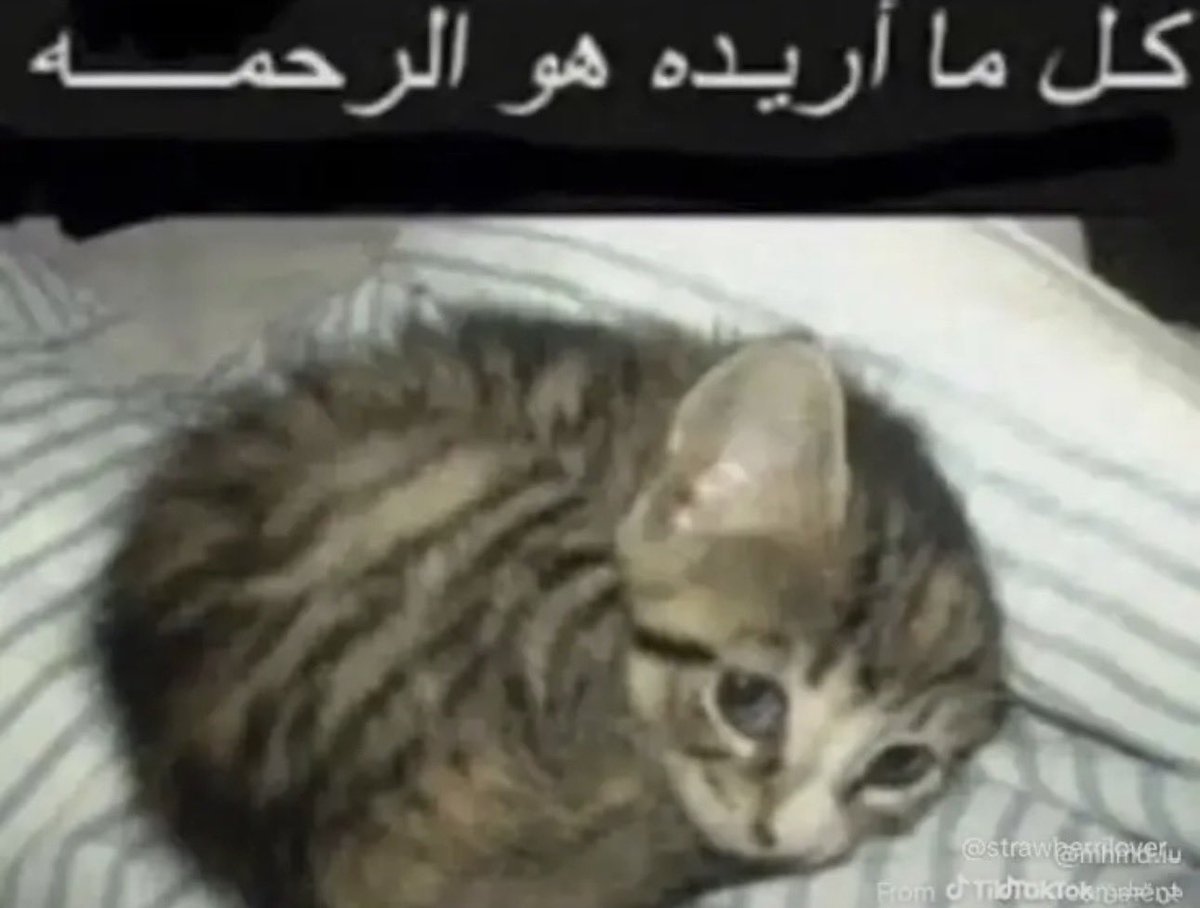 mushroom enthusiast tweet media