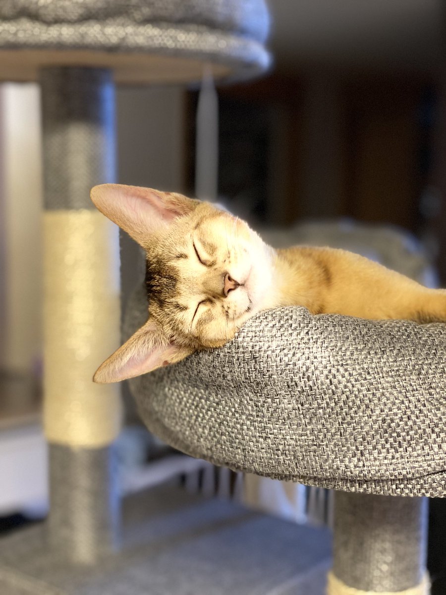 แมวโง่อยากเป็นเอลฟ์อิสระ¹⁰ tweet media